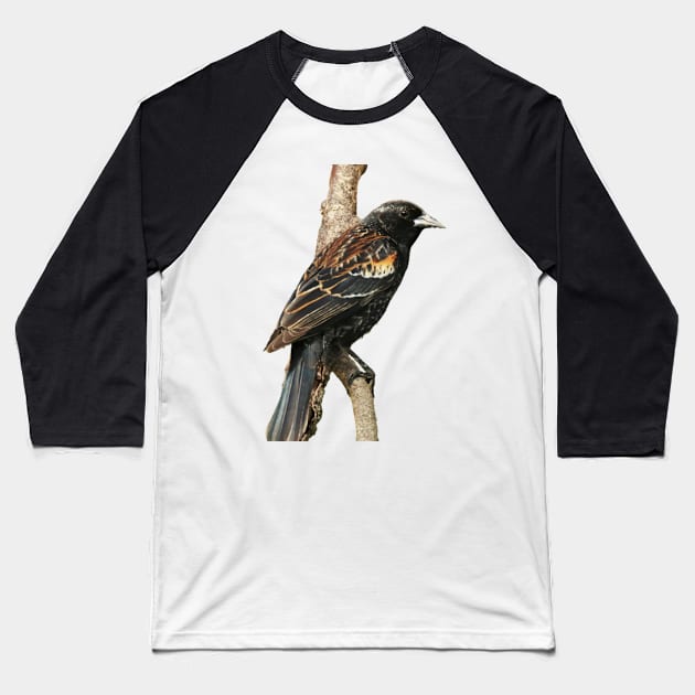 Red Winged Blackbird without background in image-choose red to display on store front Baseball T-Shirt by BirdsnStuff